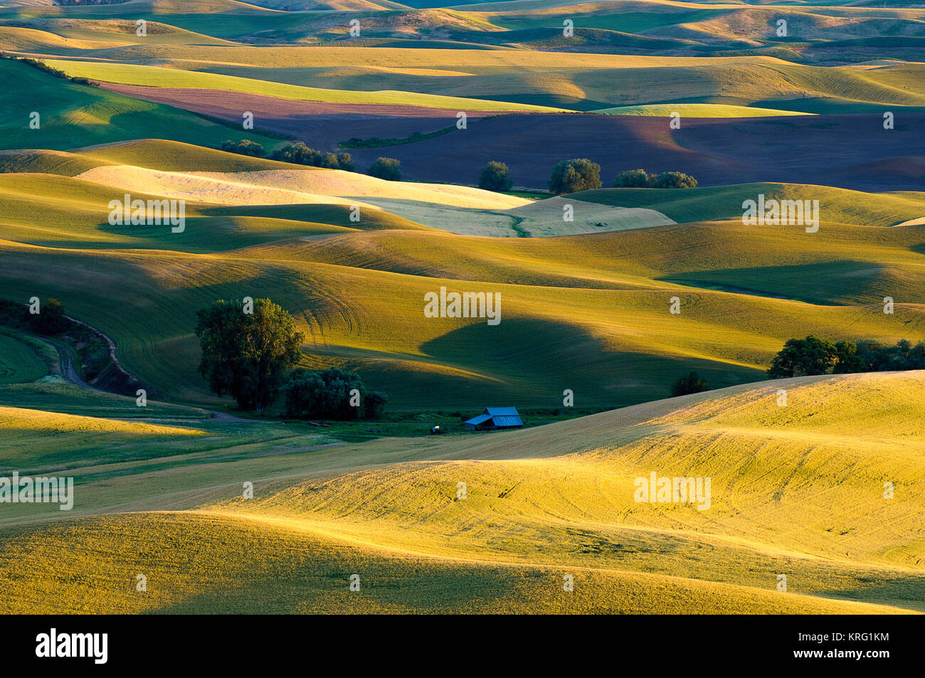 Die sanften Hügel des Palouse Bereich der Washingtin State, USA Stockfoto