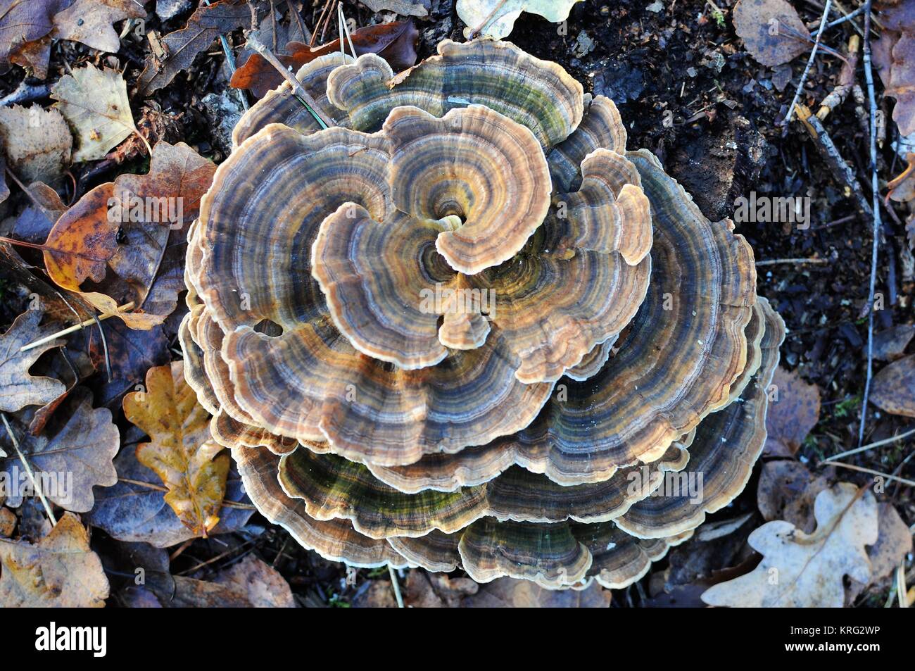 Schöne wirbelnden Pilze im Wald, Surrey, England Stockfoto