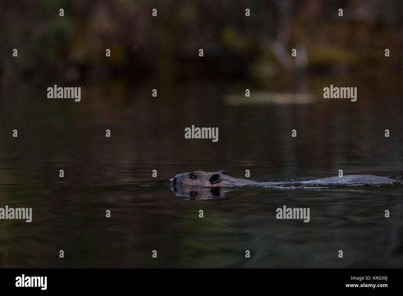 MAYNOOTH, HASTINGS HOCHLAND, ONTARIO, Kanada - 7 November, 2017: Ein nordamerikanischer Biber (Castor Canadensis). Stockfoto