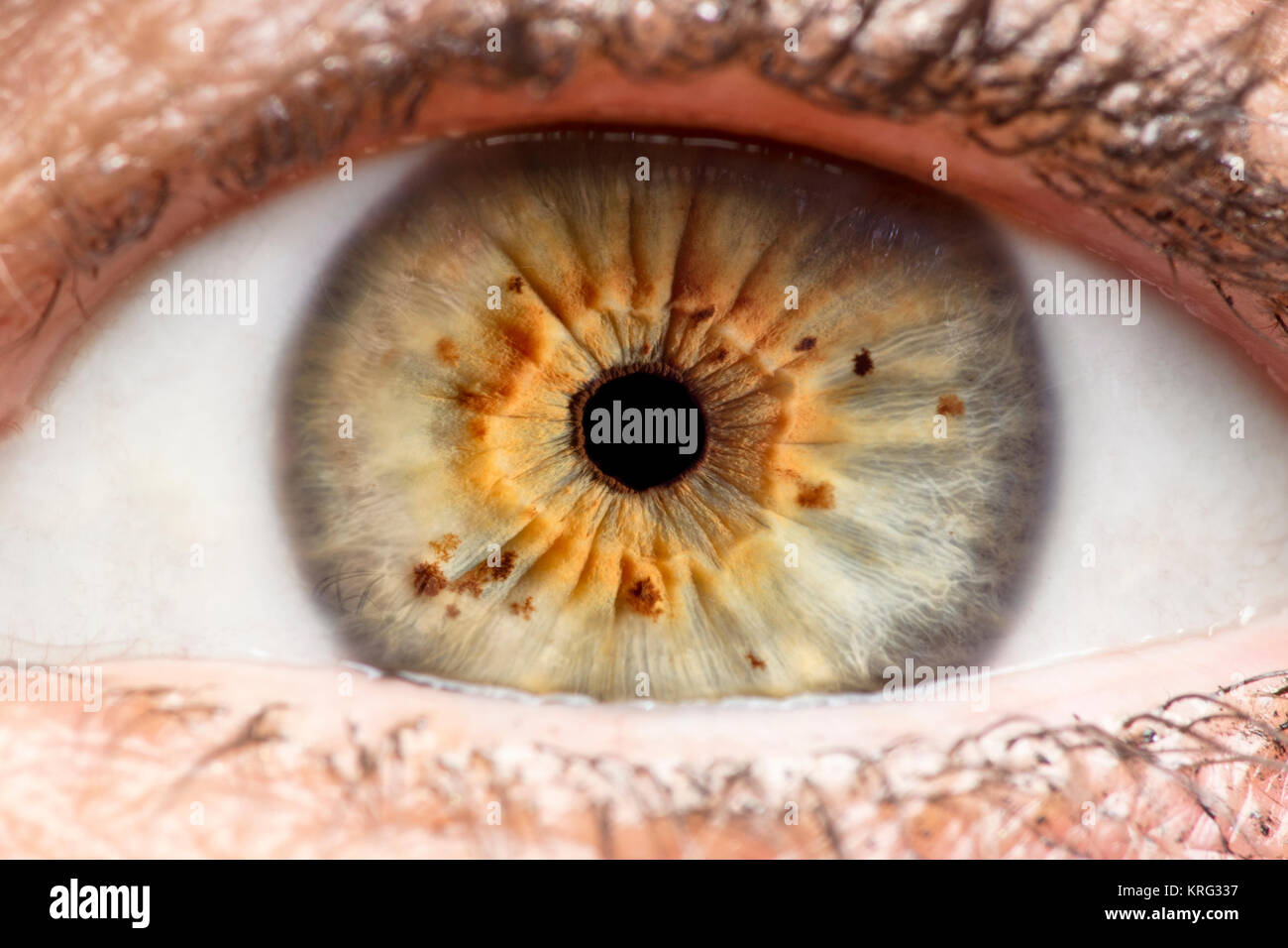 Makro Foto des menschlichen Auges, Iris, Pupille, Wimpern, Augenlidern. Stockfoto