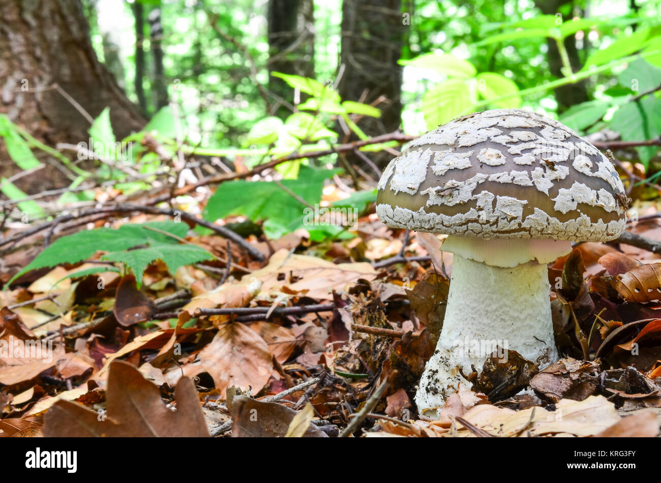Grau Amanita, Amanita spissa oder A. excelsa, essbare wild mushroom beschmutzt, aber sehr ähnlich gefährlich giftig Panther Kappe oder Amanita pantherina Stockfoto