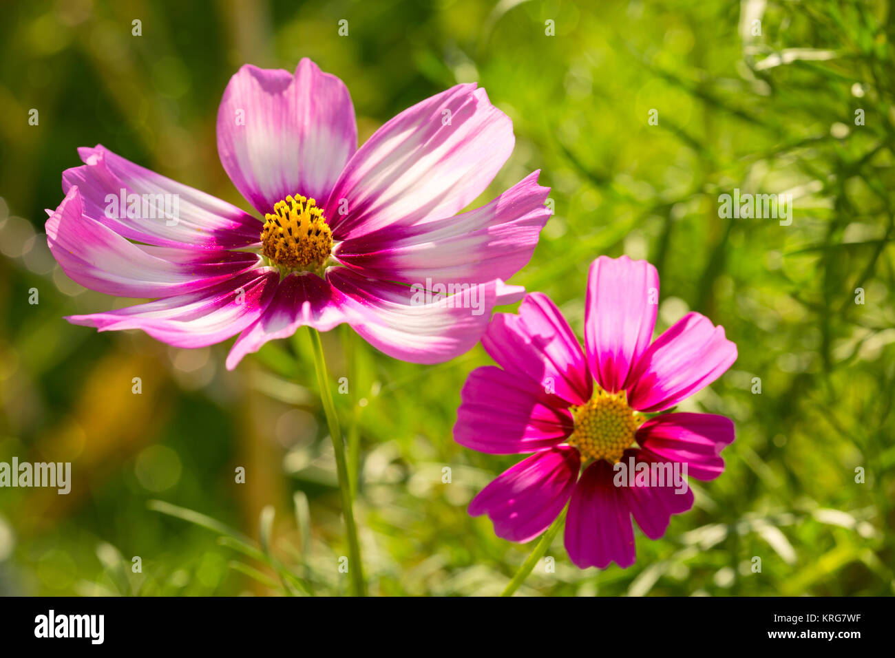 Sommer floral background. Selektiver Fokus in der Blume Rosa cosmos Blumen isoliert auf Grün. Stockfoto