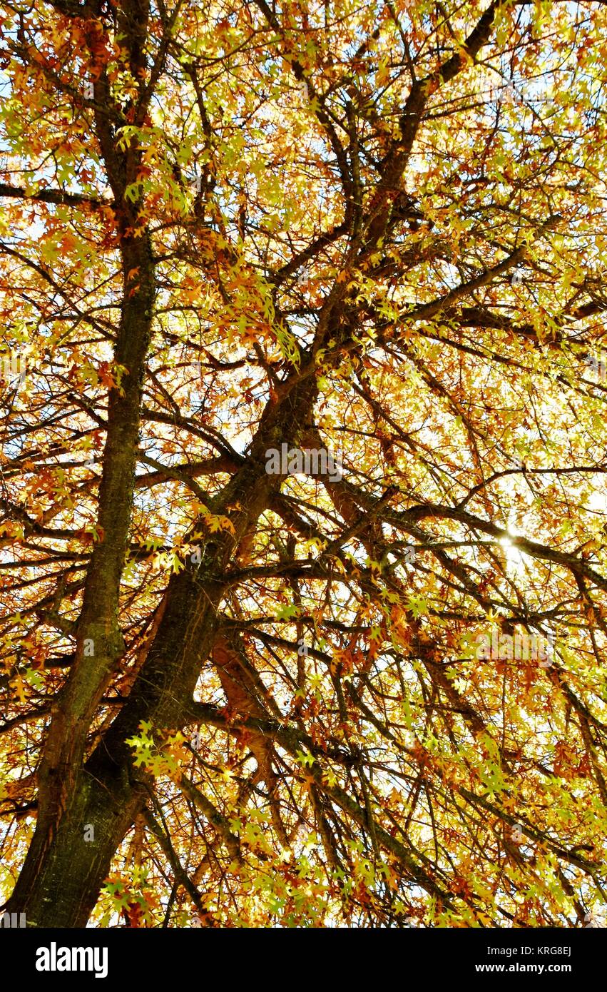 Herbst bunte Blätter Stockfoto