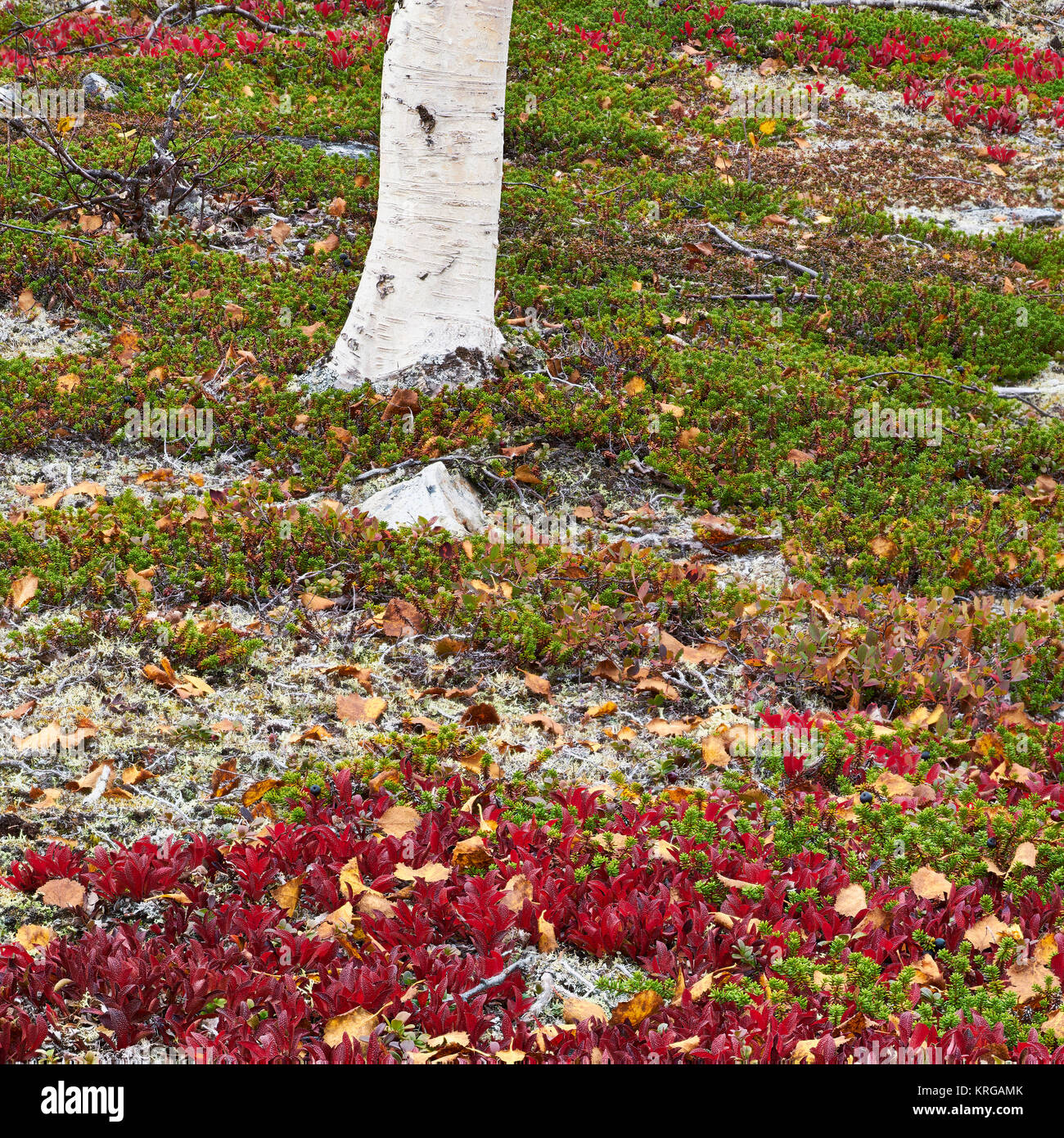 Single Silver Birch Tree Trunk mit herbstlichen Moos und Flechten