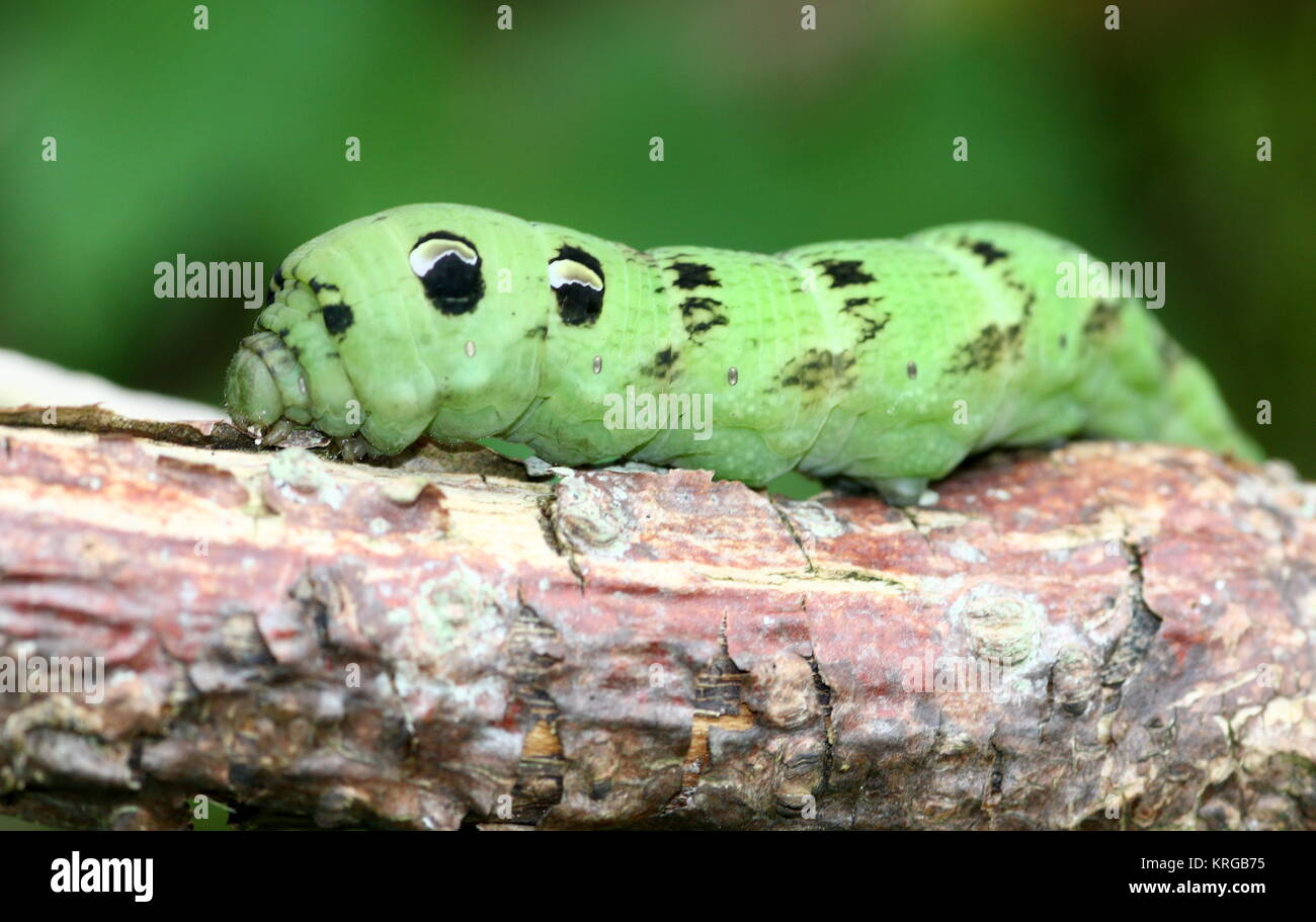 Nahaufnahme der Raupe der Europäischen Elephant Hawk-moth (Deilephila elpenor) Stockfoto