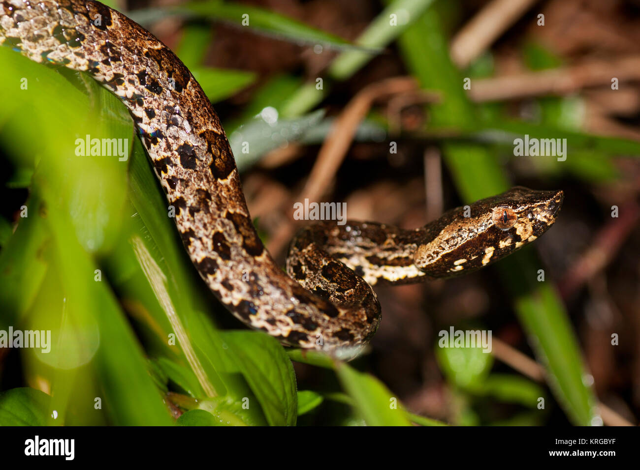 Eine viper Schlange aus dem Dschungel von Sri Lanka Stockfoto