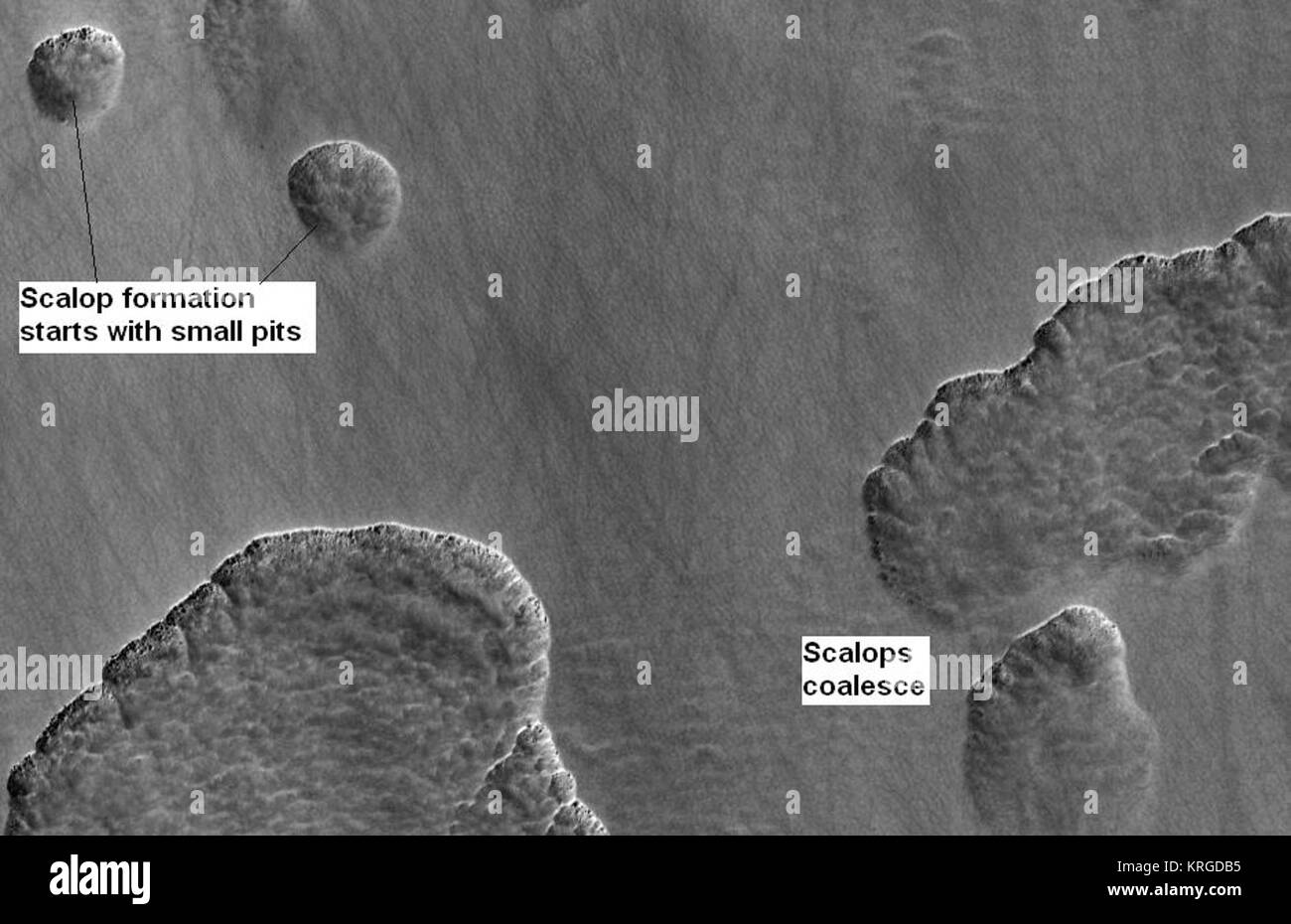 Scalop Bildung Stockfoto