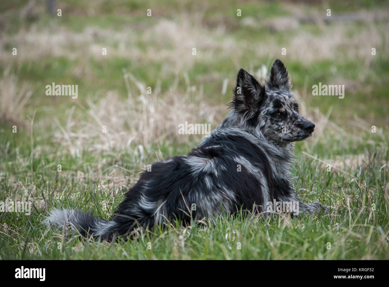 Blue Merle Border Collie/Australian Shepard Stockfoto