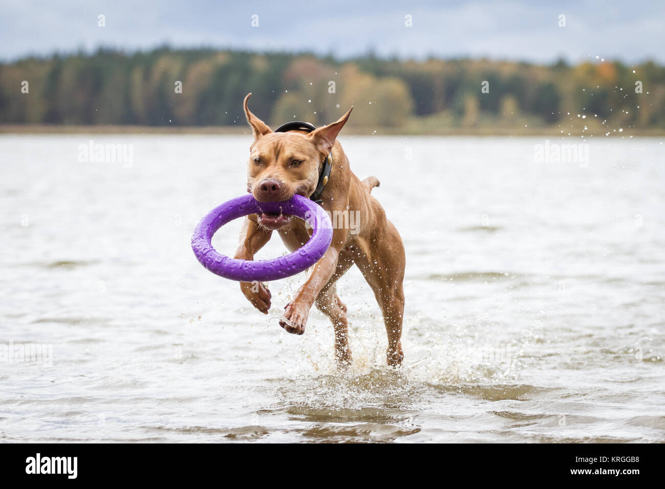 Die Pit Bulldog spielen mit einem Abzieher Spielzeug im Wasser an einem bewölkten Herbst Tag Stockfoto