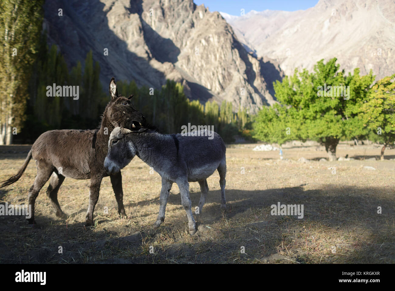 Jeweils zwei Esel bitig andere auf einer trockenen feld in Turtuk, shyok Tal, Nubra Valley, Ladakh, Jammu und Kaschmir, Indien. Stockfoto