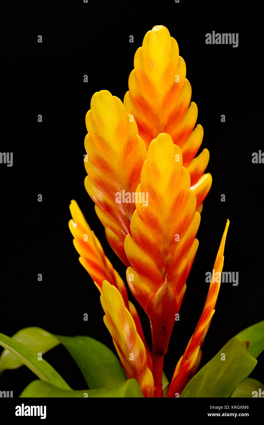 Bromelie (vriesea Carinata) Stockfoto