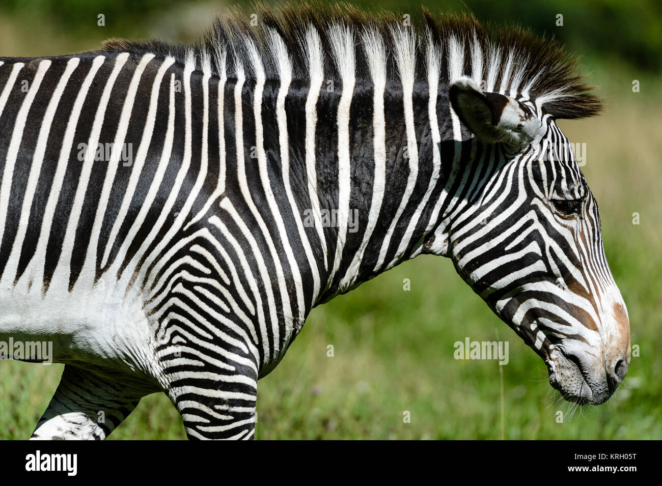 Seitenansicht eines Zebras Stockfoto
