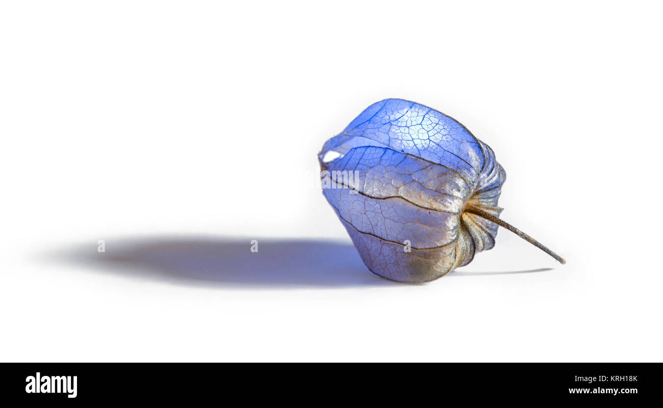 Blaue Physalis frei, mit Schatten liegend Stockfoto Blaue Physalis frei, mit Schatten liegend Stockfoto