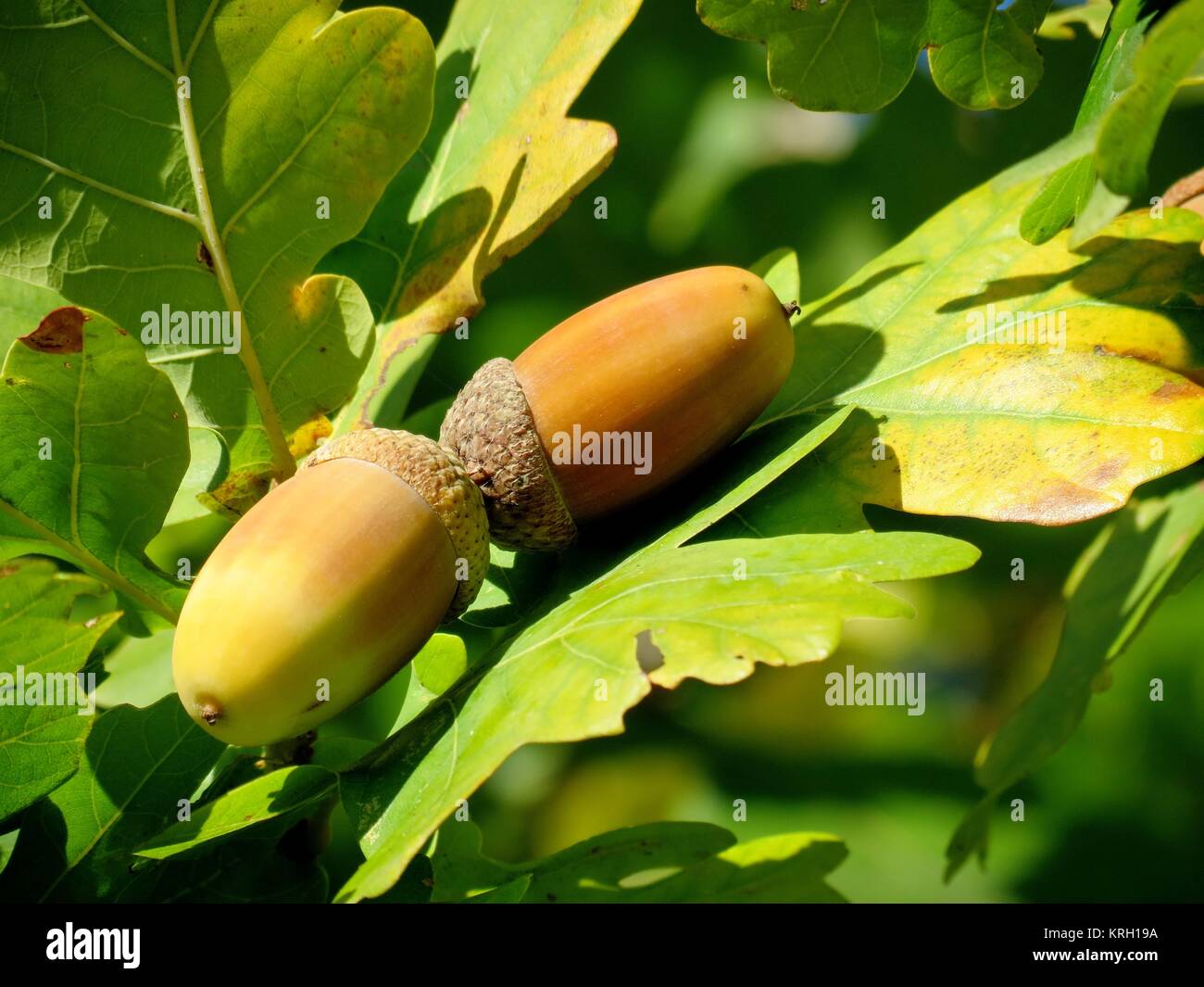 Zwei Eicheln auf dem Baum Stockfoto