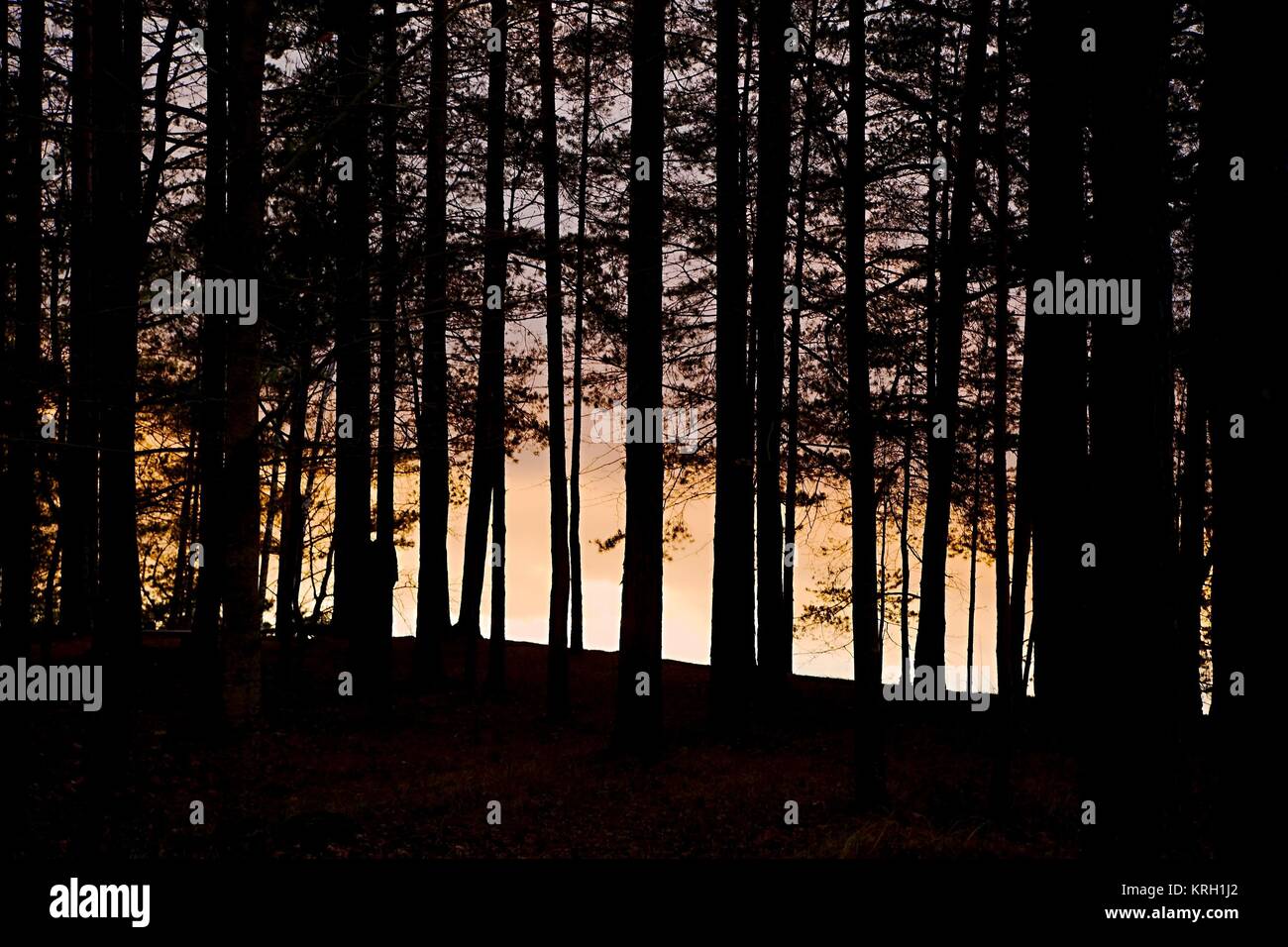 Wald-Twilight-Hintergrund Stockfoto