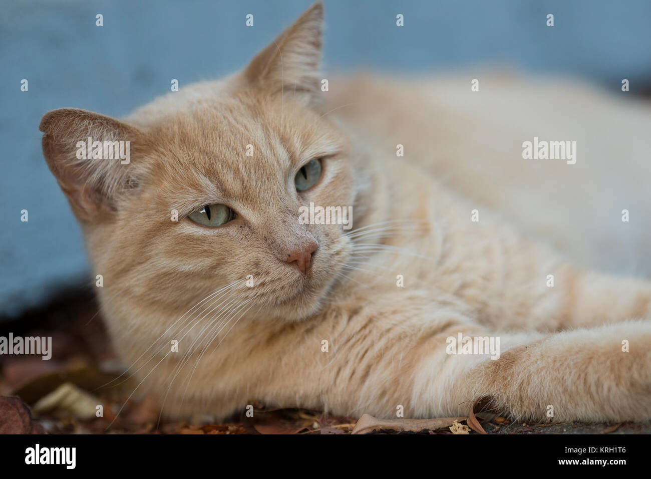 Orange abgestreift Katze, entspannen im Hinterhof Stockfoto