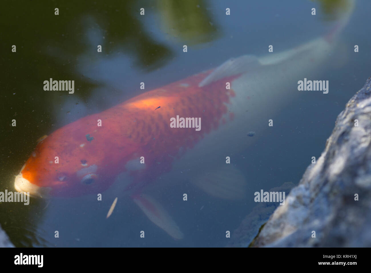 45+ Koi Tot Im Teich, Heute haben wir einen unserer jungen kois ( 1
