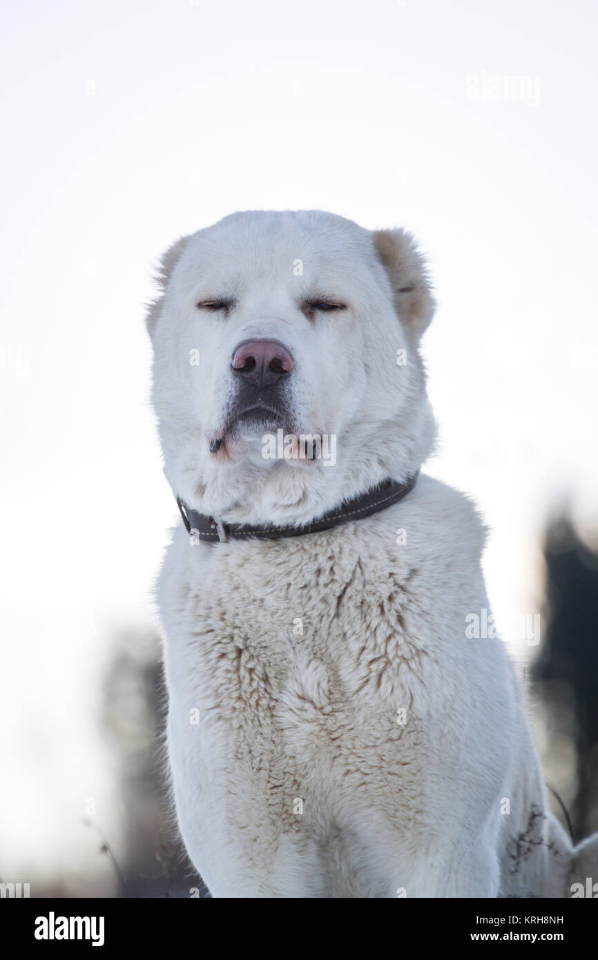 Zentralasiatischer Schäferhund Stockfoto