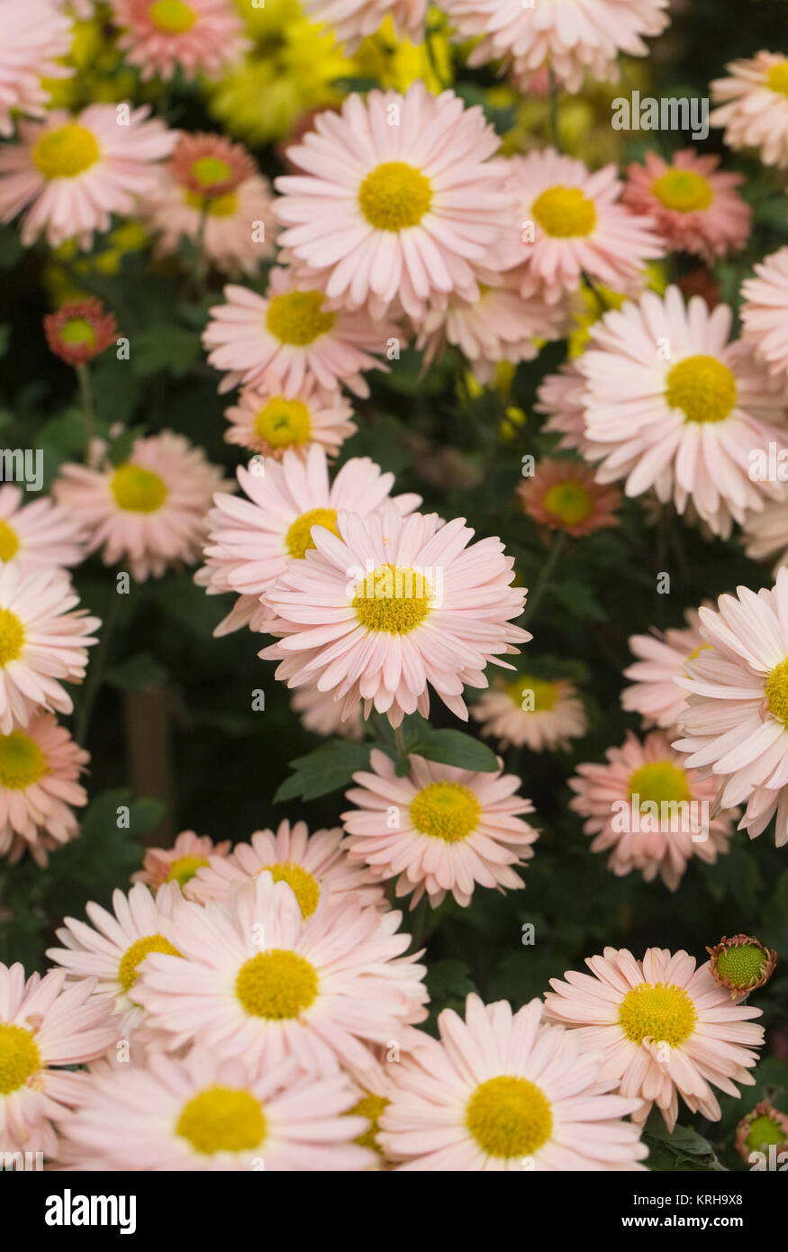 "Aline" Chrysanthemen. Stockfoto