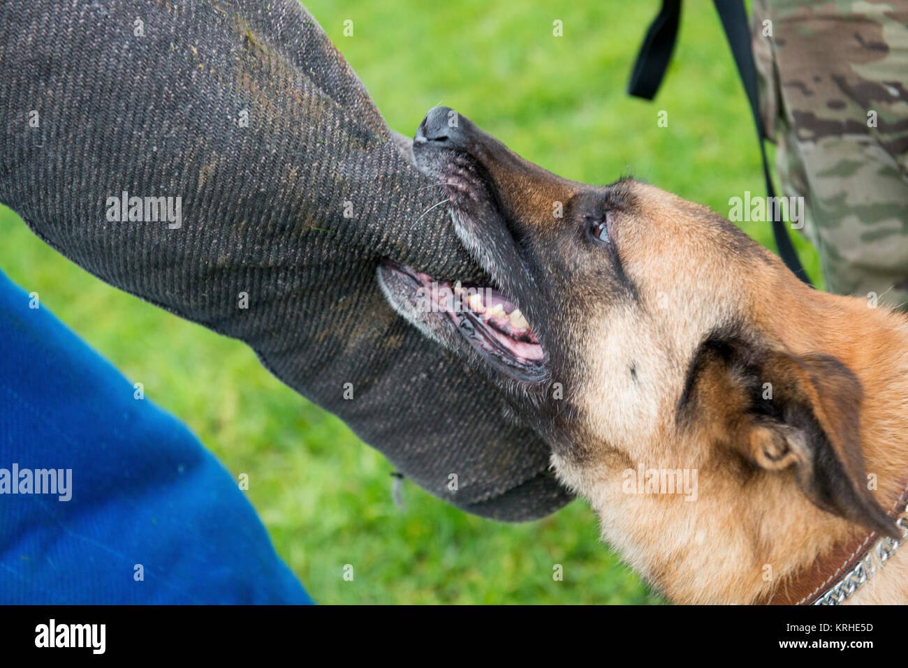 Us-Armee Militär gog Rex, sieben Jahre alten Malinois zu den 100 militärische Gebrauchshund (MWD) Loslösung zugeordnet, hält auf einen Biss, während MWD Einarbeitung training, auf chièvres Air Base, Belgien, 7. Dezember, 2017. Us-Soldaten, der Provost Marshall Büro in der US-Armee Garnison Benelux zugeordnet, gelernt, wie man mit MWDs und ihre Hundeführer zu arbeiten die Strafverfolgungsbehörden Zertifizierung zu erhalten. (U.S. Armee Stockfoto