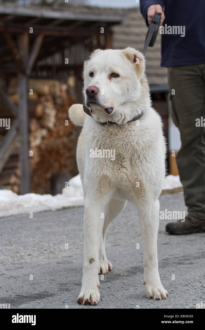 Zentralasiatischer Schäferhund Stockfoto