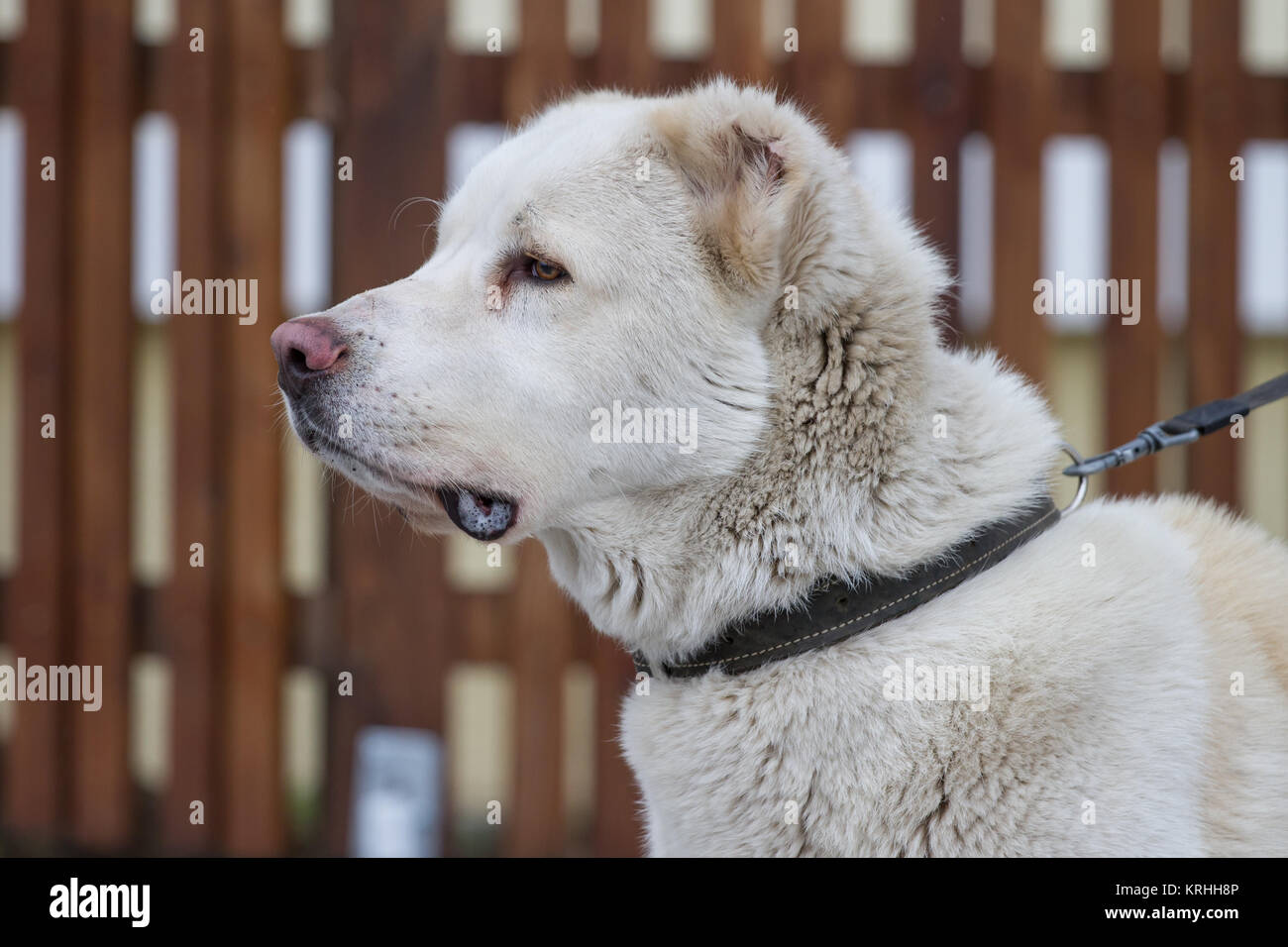 Zentralasiatischer Schäferhund Stockfoto