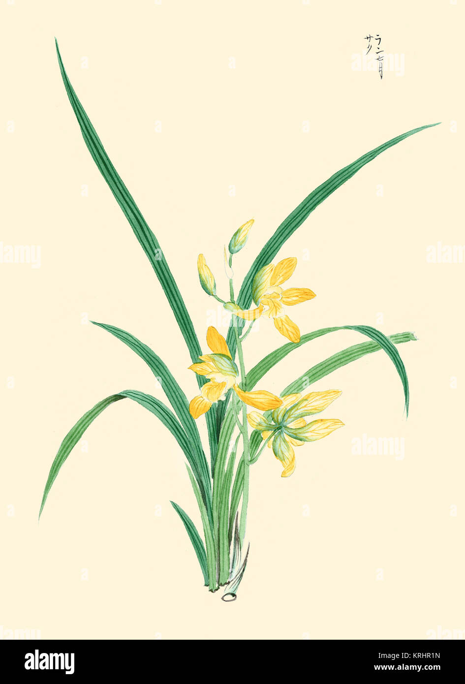 Tachi Aoi-Mai Stockfoto