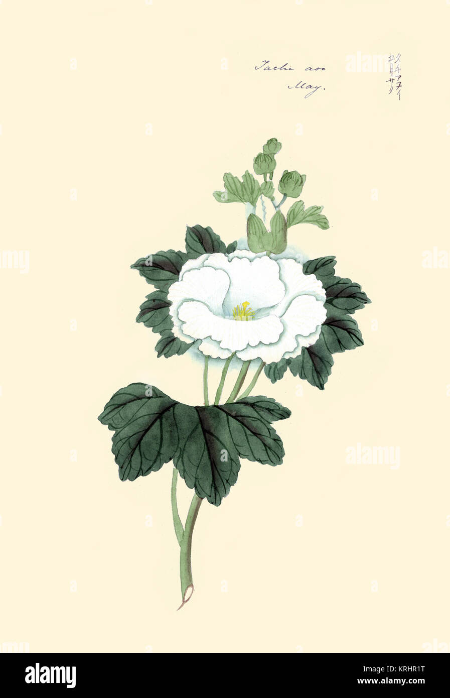 Tachi Aoi-Mai Stockfoto