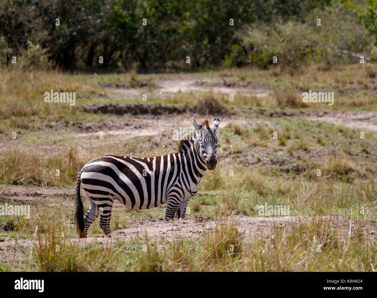 Burchells Zebra- oder Ebenen Zebra (Equus burchellii) stehen in der Savanne, Masai Mara, Kenia, Ostafrika Stockfoto