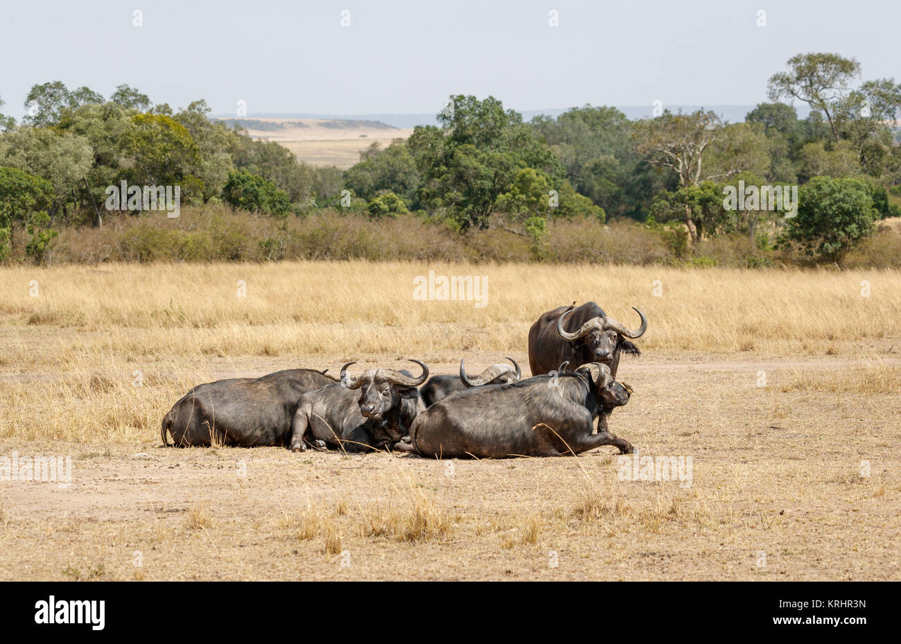 Büffel, Syncerus caffer, einer der Big5, entspannend in der Savanne in der Masai Mara, Kenia Stockfoto