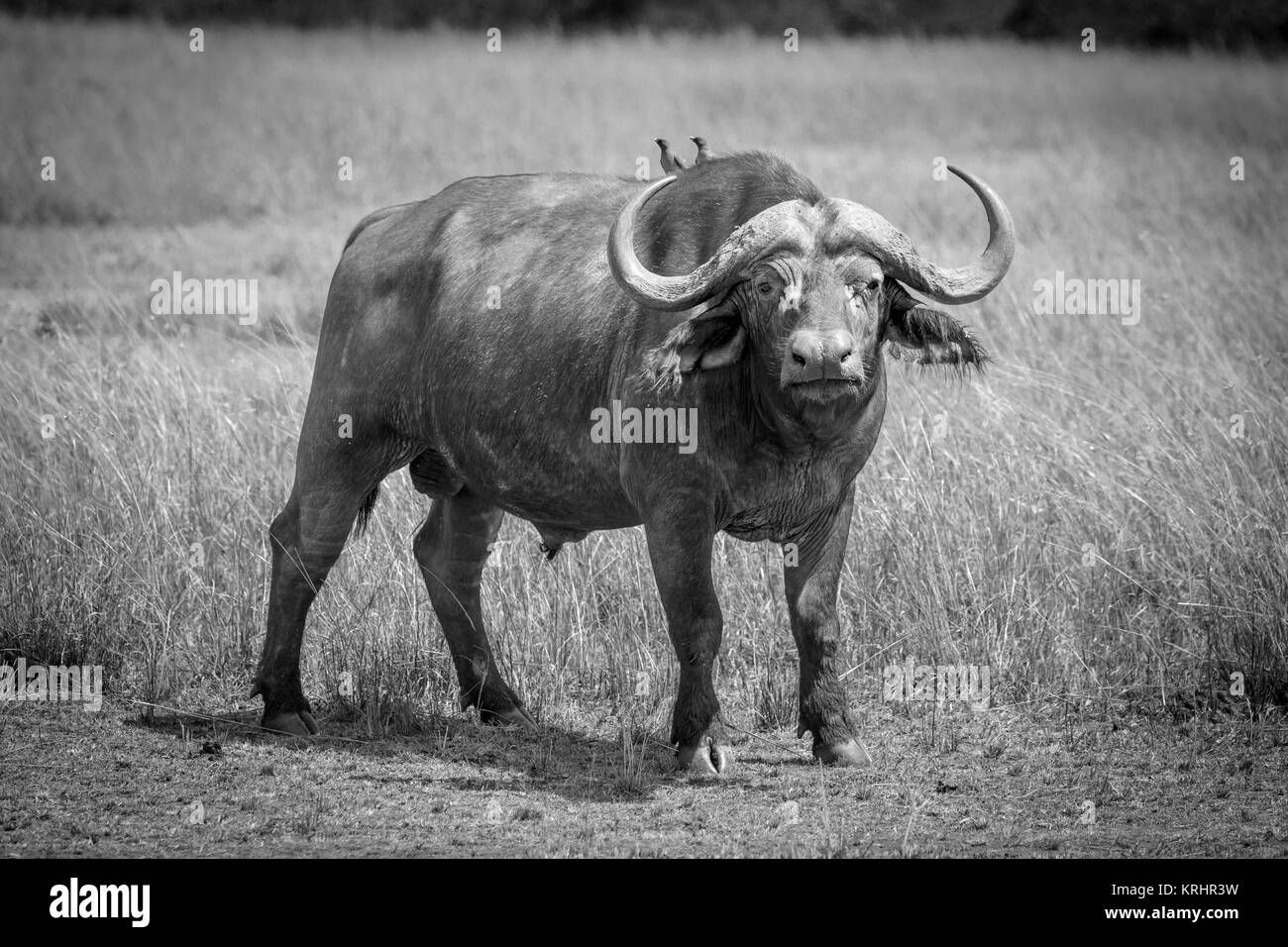 Große Stier (männlich) nach Kapstadt Büffel, Syncerus caffer, einer der Big5, im langen Gras in der Savanne in der Masai Mara, Kenia mit yellow-billed oxpeckers Stockfoto