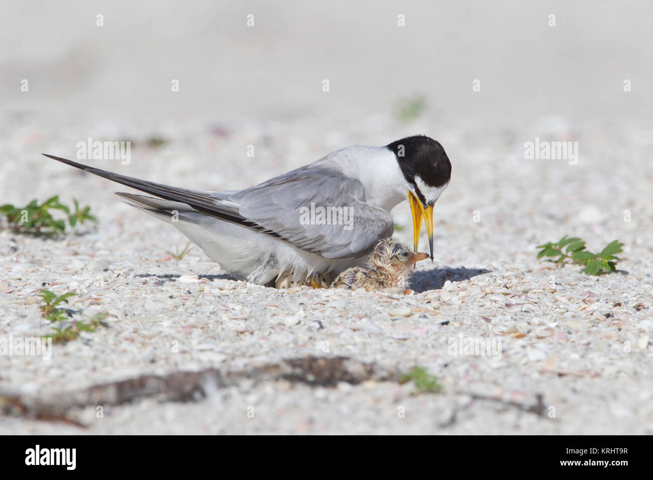 Mindestens Tern mit Küken auf Florida Küste Stockfoto