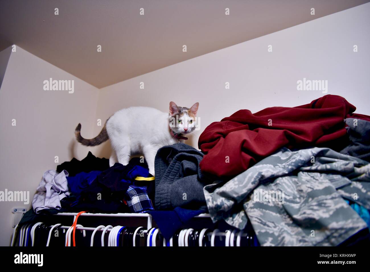 Weiße Katze auf der Kleidung im Schrank Stockfoto