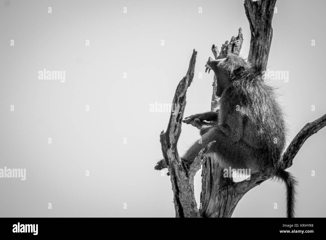 Pavian gähnen in einem toten Baum in Schwarz und Weiß. Stockfoto