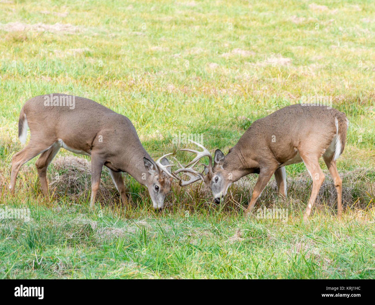 Die Hirsche kämpfen während der Brunft Zeitraum bei Omega Park Stockfoto