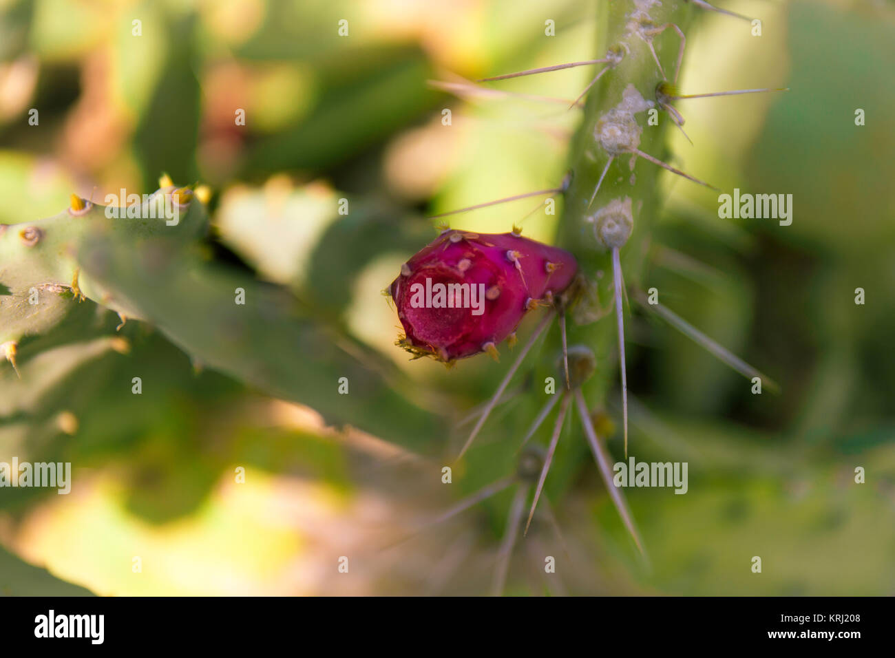 Kaktusfrüchte Portrait mit schönen Bokeh für den Hintergrund. Stockfoto