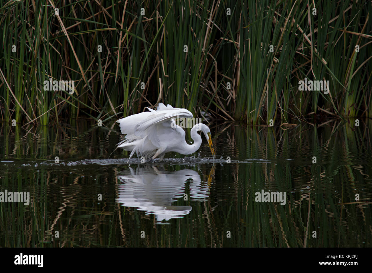 Silberreiher Vogel zu fangen und Essen ein Fisch, der in der Wilden, Cattail Teich Untiefen, Bay Area California Natur und Tierwelt fotografiert. Stockfoto