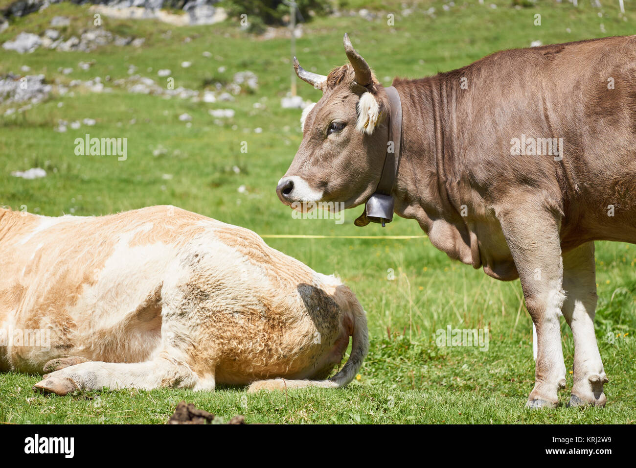 Schweizer Kühe mit Hörnern und Cow bell - Berner Oberland, Schweiz Stockfoto