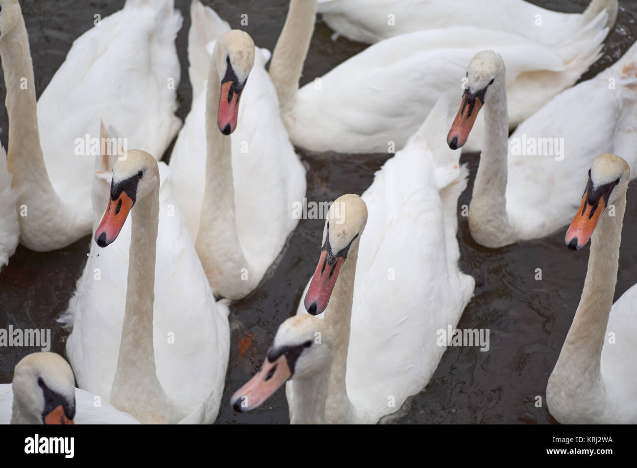 Gruppe der Schwäne Stockfoto