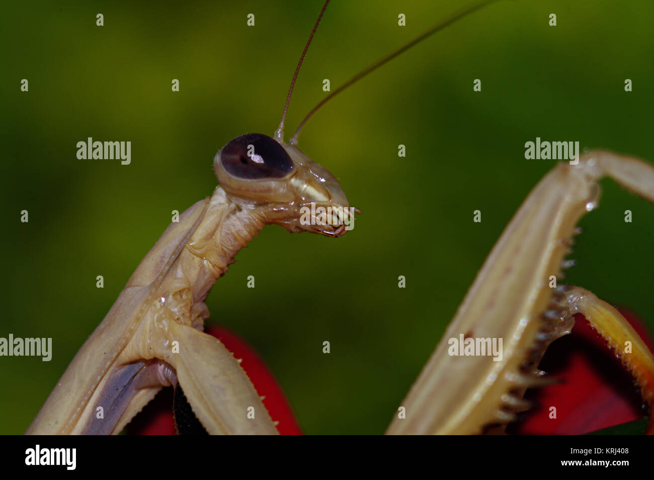 Tan Europäische Gottesanbeterin Insekt, Mantis religiosa, vor grünem Hintergrund unscharf, Makro Nahaufnahme Stockfoto
