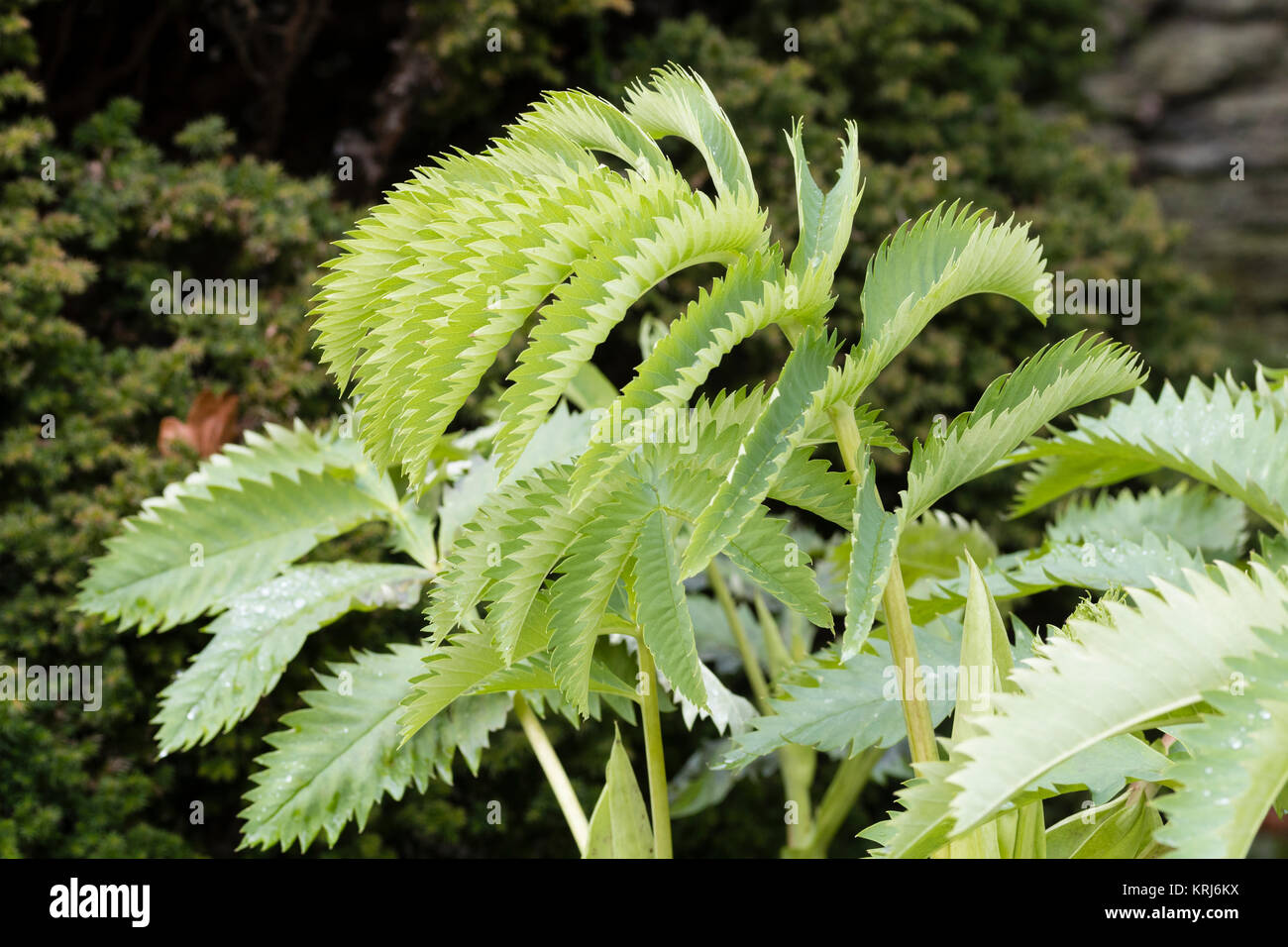 Der frühe Winter Laub der Hälfte winterharte Staude, Melianthus major, ein Evergreen in milderen Klimazonen Stockfoto