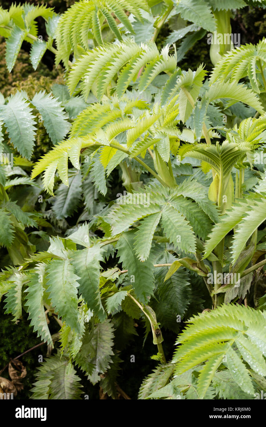 Der frühe Winter Laub der Hälfte winterharte Staude, Melianthus major, ein Evergreen in milderen Klimazonen Stockfoto