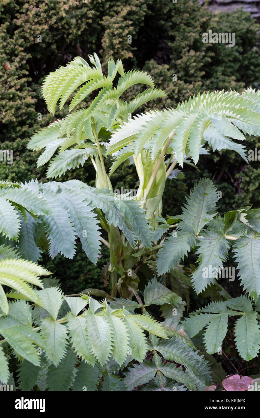 Der frühe Winter Laub der Hälfte winterharte Staude, Melianthus major, ein Evergreen in milderen Klimazonen Stockfoto