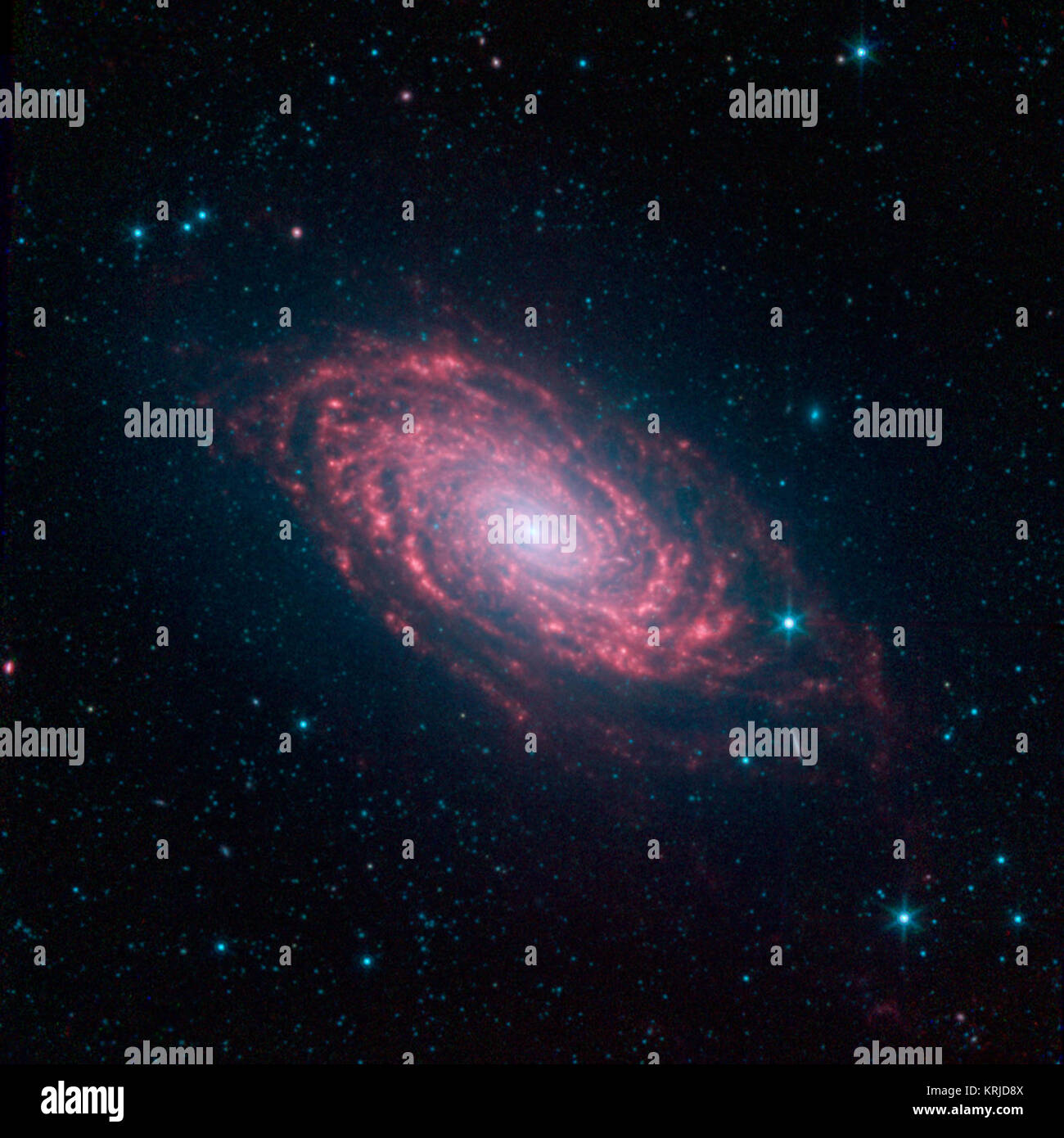 Die verschiedenen Spiralarm Segmente der Sunflower Galaxy, auch Messier 63 genannt, zeigen sich anschaulich in dieses Bild im infraroten Licht von NASA's Spitzer Space Telescope. Infrarotlicht ist empfindlich gegenüber Staub Gassen in Spiralgalaxien, die erscheinen dunkel, in sichtbares Licht Bilder. Spitzers Ansicht zeigt komplexe Strukturen, Muster spiralarm der Galaxie. Messier 63 ist 37 Millionen Lichtjahre entfernt - nicht weit von der bekannten Whirlpool Galaxie und die damit verbundene Messier 51 Gruppe von Galaxien. Der Staub, leuchtend rot in diesem Bild, können ganz nach unten verfolgt in der Galaxie nucle werden Stockfoto