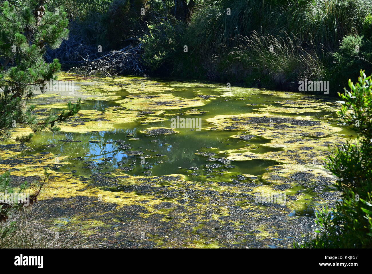 Stagnierendes wachstum Fotos und Bildmaterial in hoher Auflösung Alamy