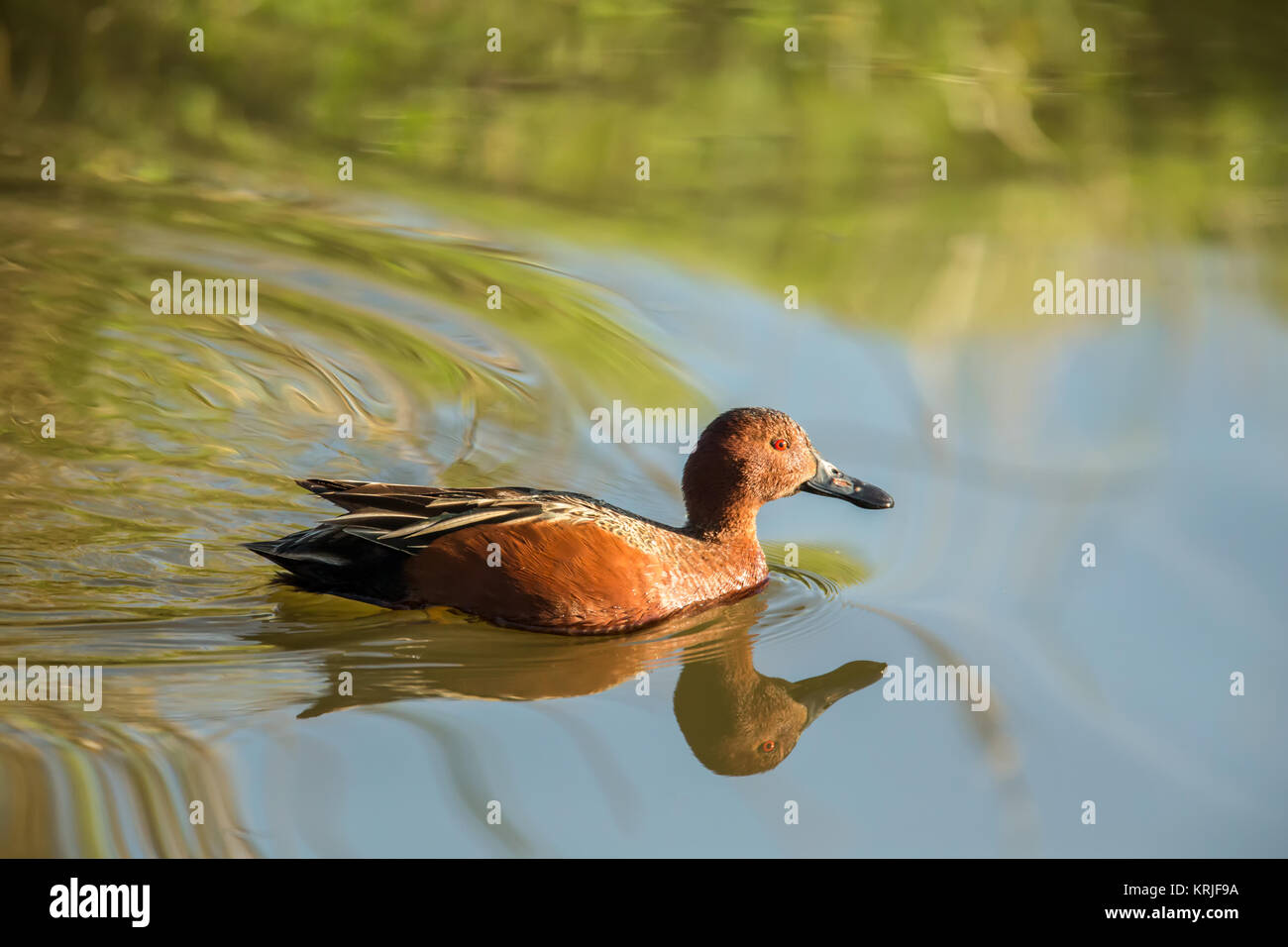 Männliche Cinnamon Teal schwimmen in einem Fluss in Ridgefield National Wildlife Refuge, Ridgefield, Washington, USA Stockfoto