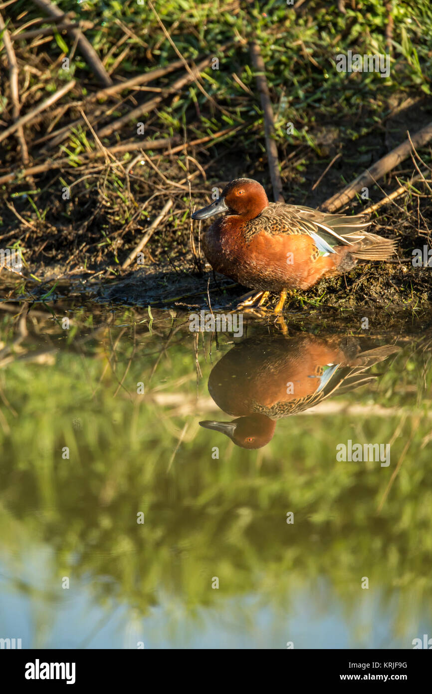 Männliche Cinnamon Teal in Ridgefield National Wildlife Refuge, Ridgefield, Washington, USA Stockfoto