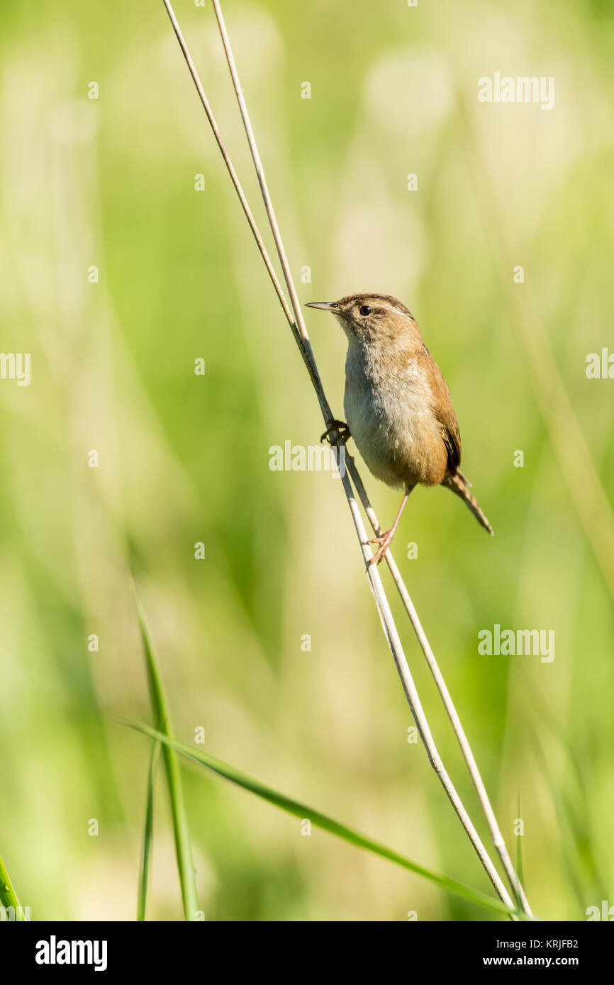 Pacific Wren thront auf hohen Gras in Ridgefield National Wildlife Refuge, Ridgefield, Washington, USA Stockfoto