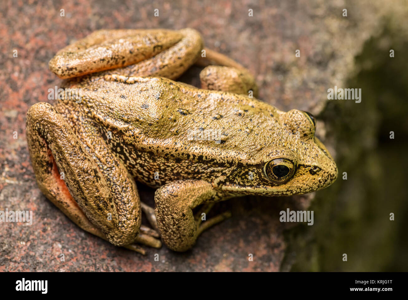 Nach Red-Legged Frosch (Rana Aurora) ruht auf einem Felsen in einem Teich in Issaquah, Washington, USA. Erwachsene haben goldenen Augen, die auf die Seiten schauen. Die unte Stockfoto
