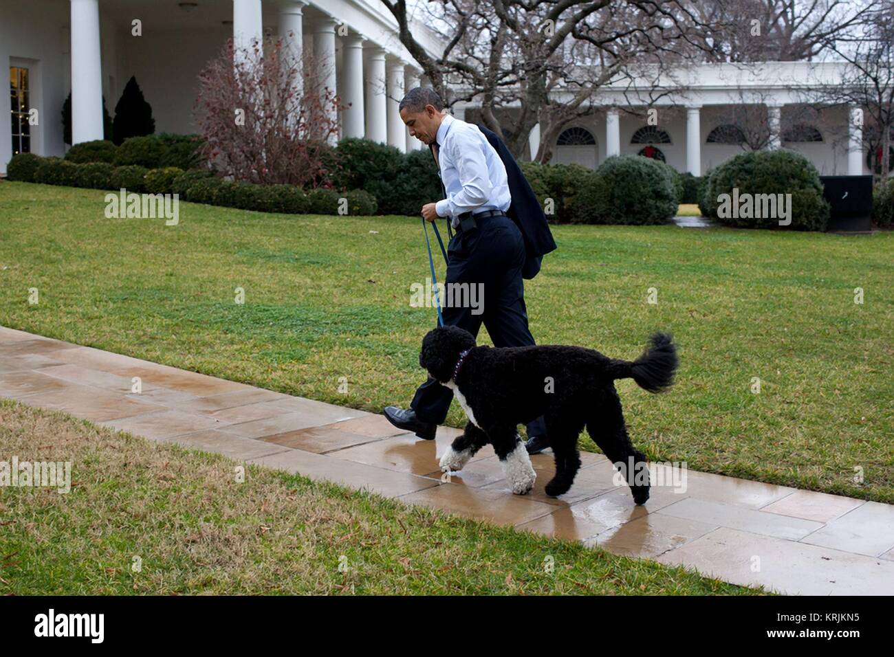 Us-Präsident Barack Obama und Familie Hund Bo gehen auf das Oval Office im  Weißen Haus am 21. Dezember 2011 in Washington, DC Stockfotografie - Alamy